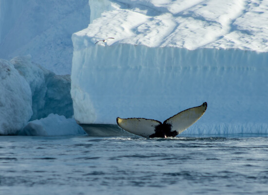 baleines fjord glacé Ilulissat 