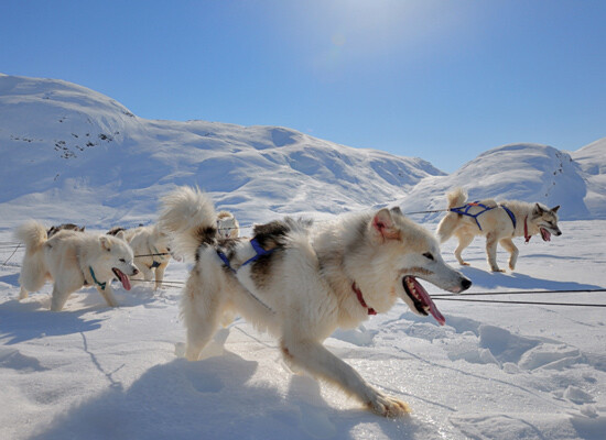 Les chiens de traîneaux d’Ilulissat