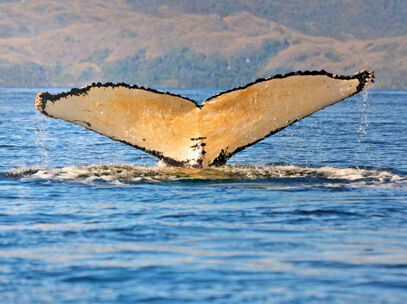 baleine patagonie