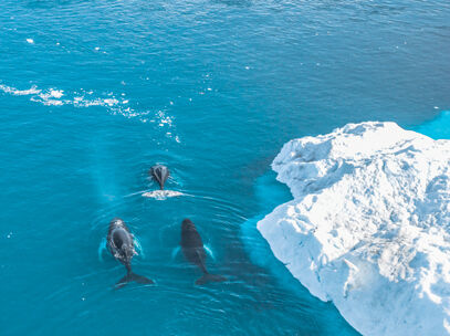 croisière nordique baleines à bosse